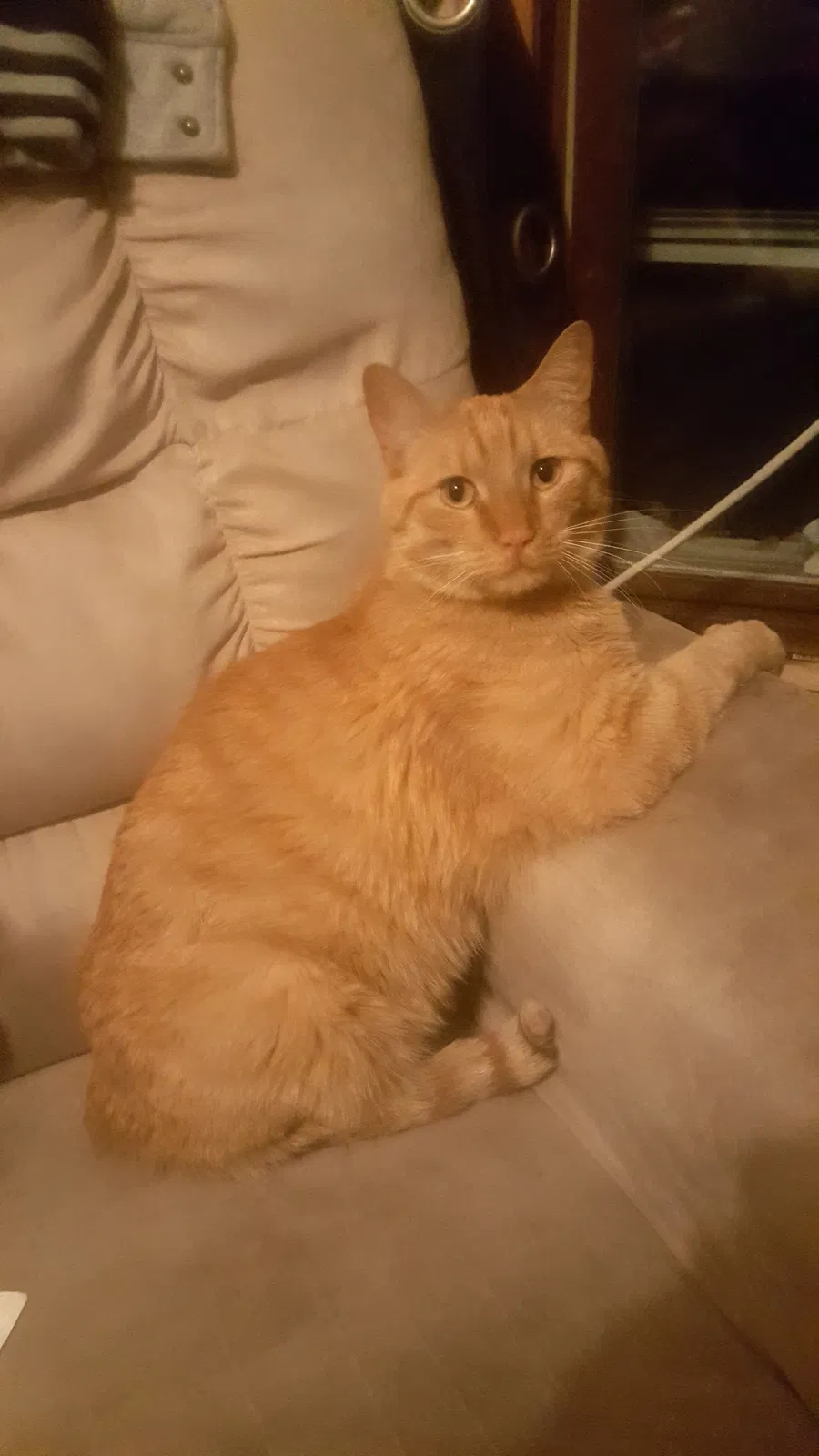 Lost cat in Saint Paul, MN, 55119
