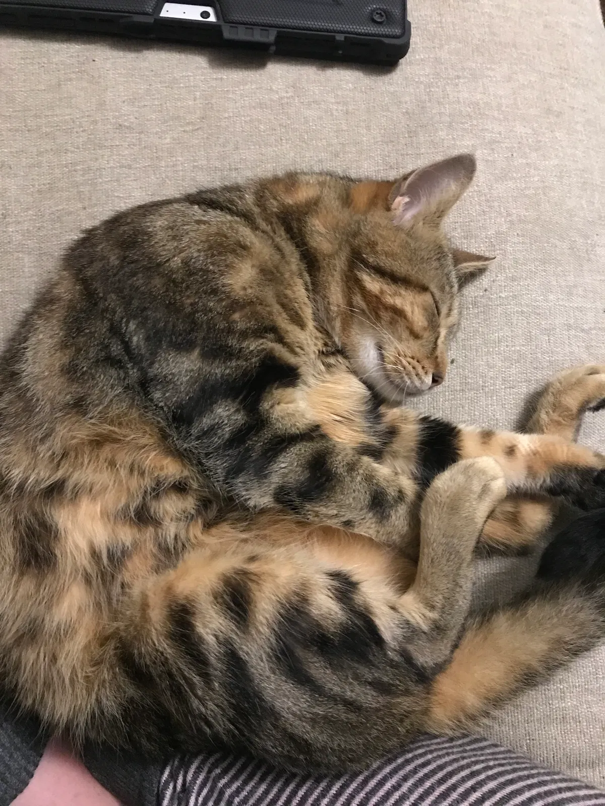 Lost cat in Galveston, TX, 77551