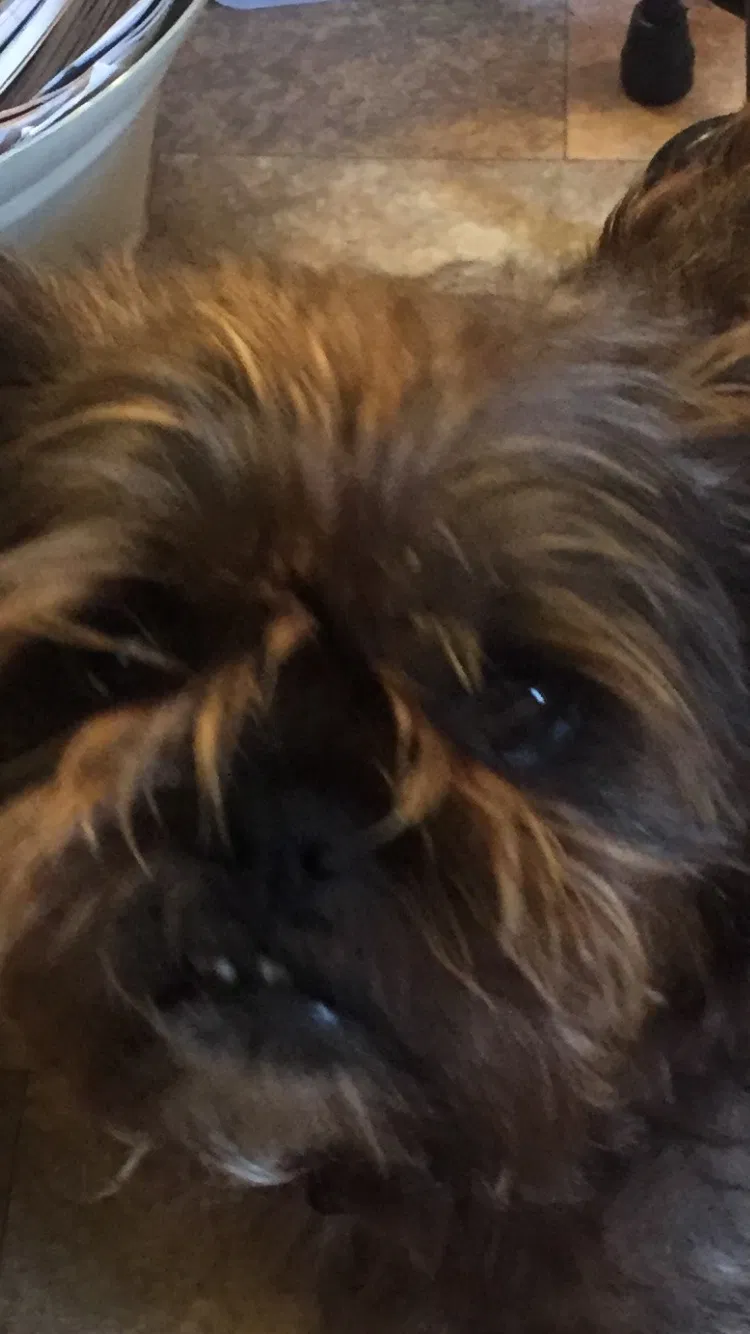 Lost dog in Birmingham, AL, 35206