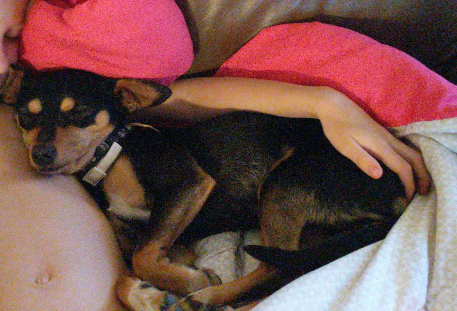 Lost dog in Brawley, CA, 92227