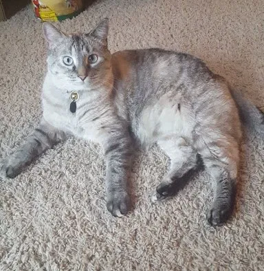 Lost cat in Bismarck, ND, 58504