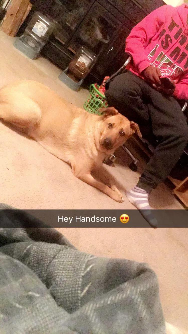 Lost dog in Petersburg, VA, 23803