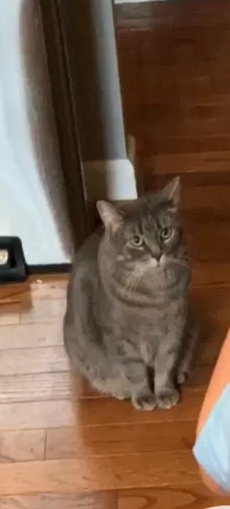 Lost cat in Chattanooga, TN, 37421