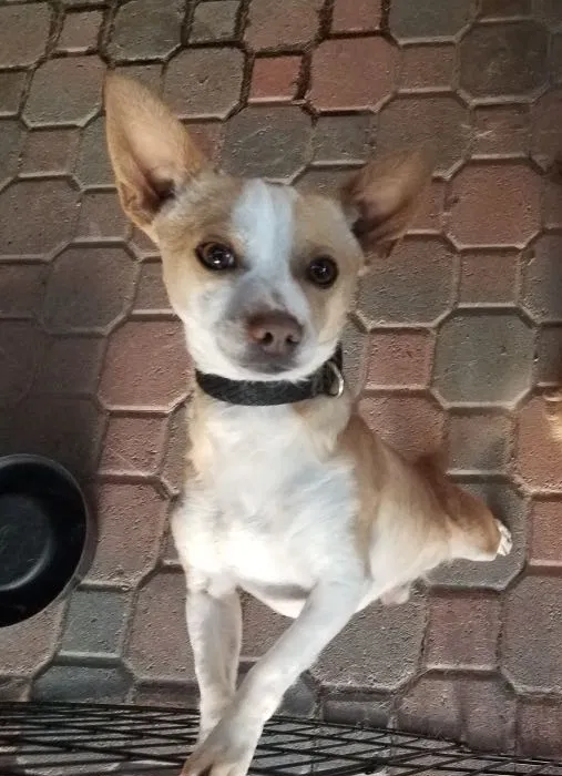 Lost dog in Poway, CA, 92064