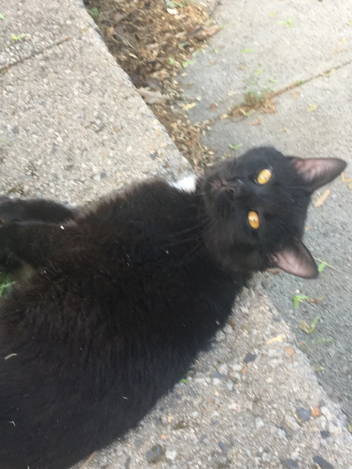 Lost cat in Lowell, MA, 1851