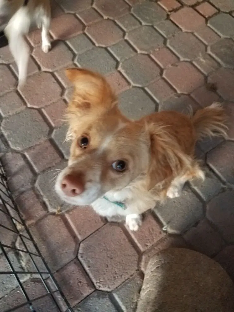 Lost dog in Poway, CA, 92064