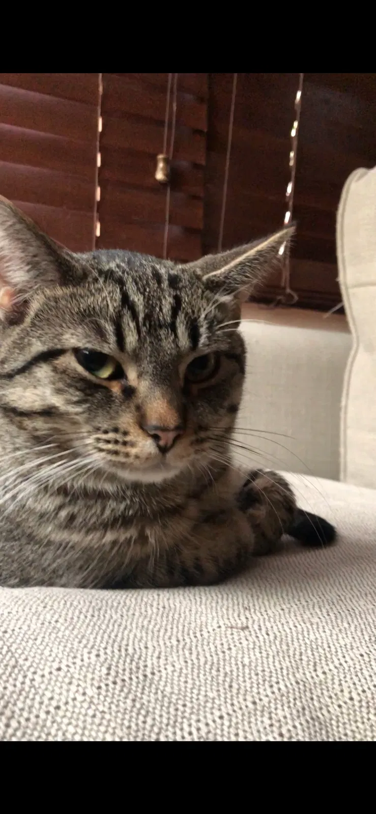 Lost cat in Fox Lake, IL, 60020
