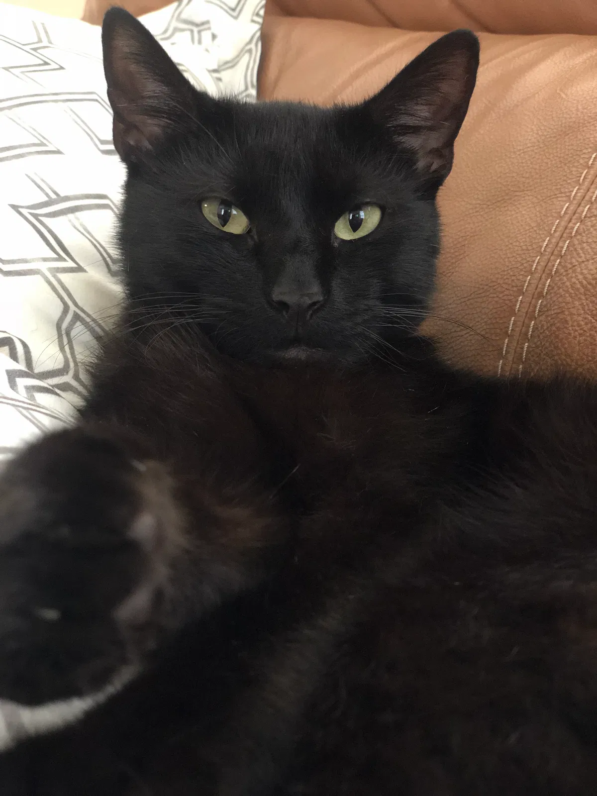 Lost cat in Cape Coral, FL, 33914