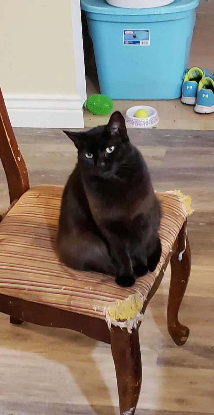 Lost cat in Berrien Springs, MI, 49103