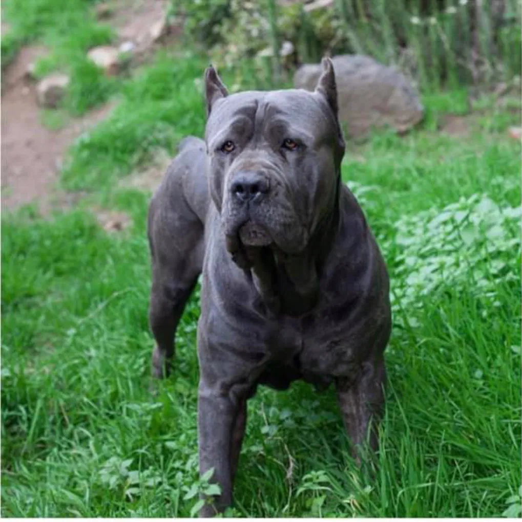 Lost dog in San Marcos, CA, 92069