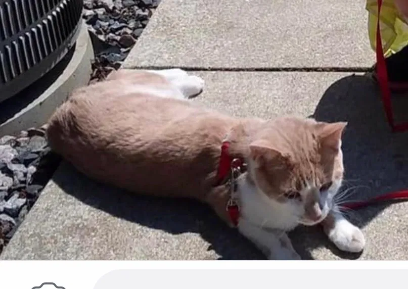 Lost cat in Racine, WI, 53405