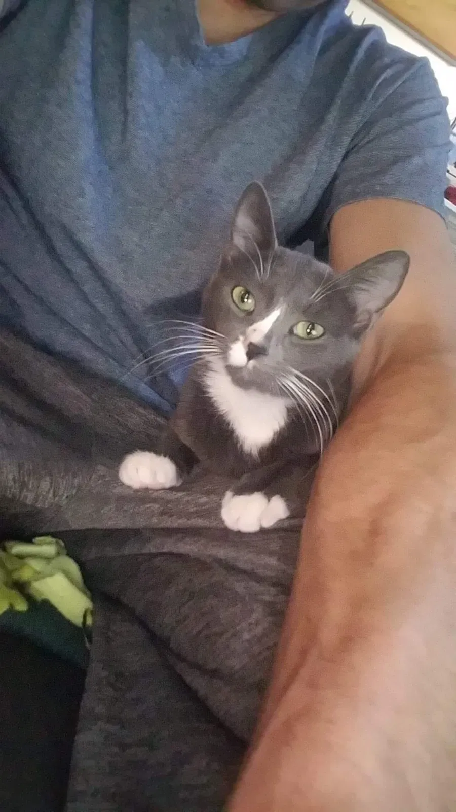 Lost cat in Minneapolis, MN, 55448