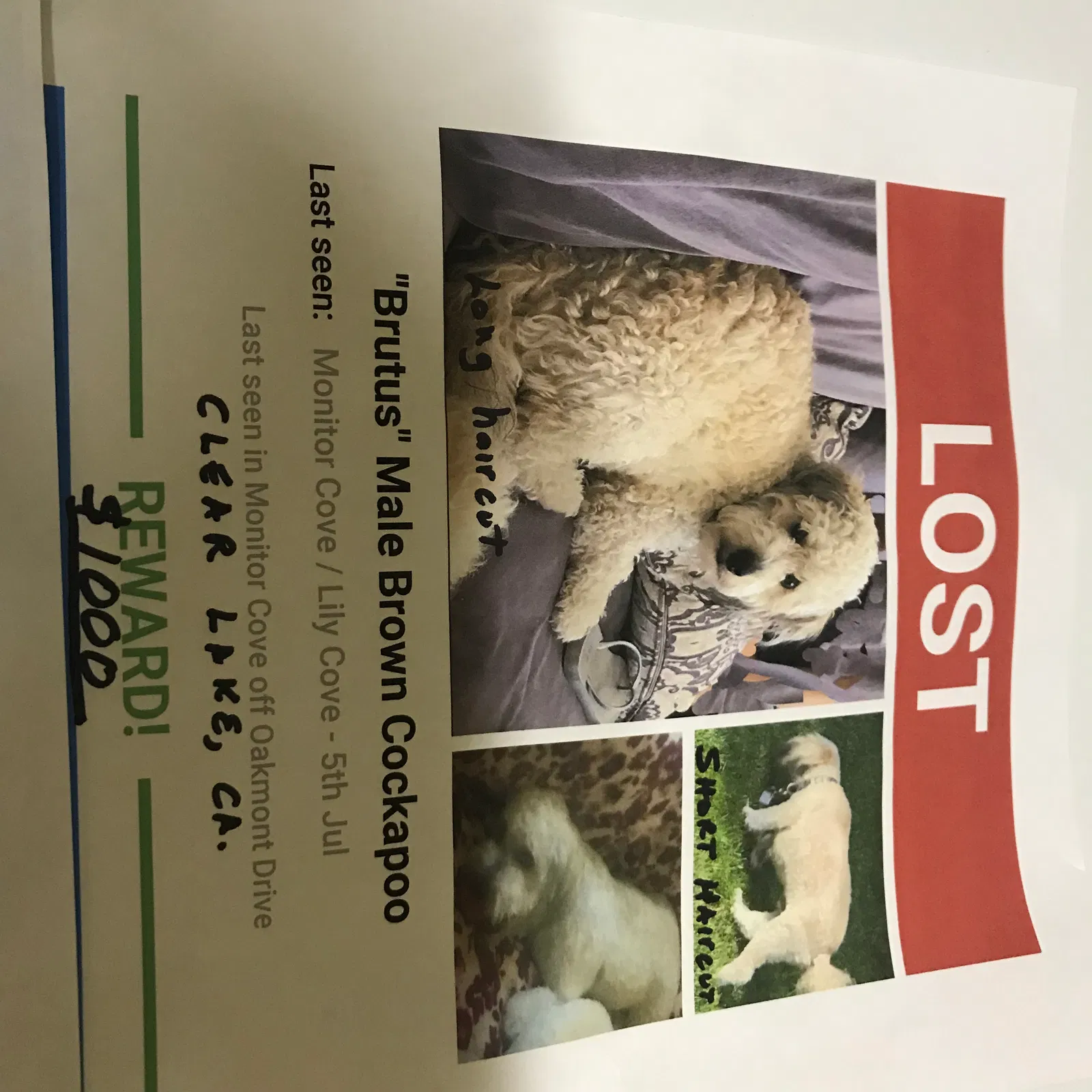 Lost dog in Clearlake, CA, 95422