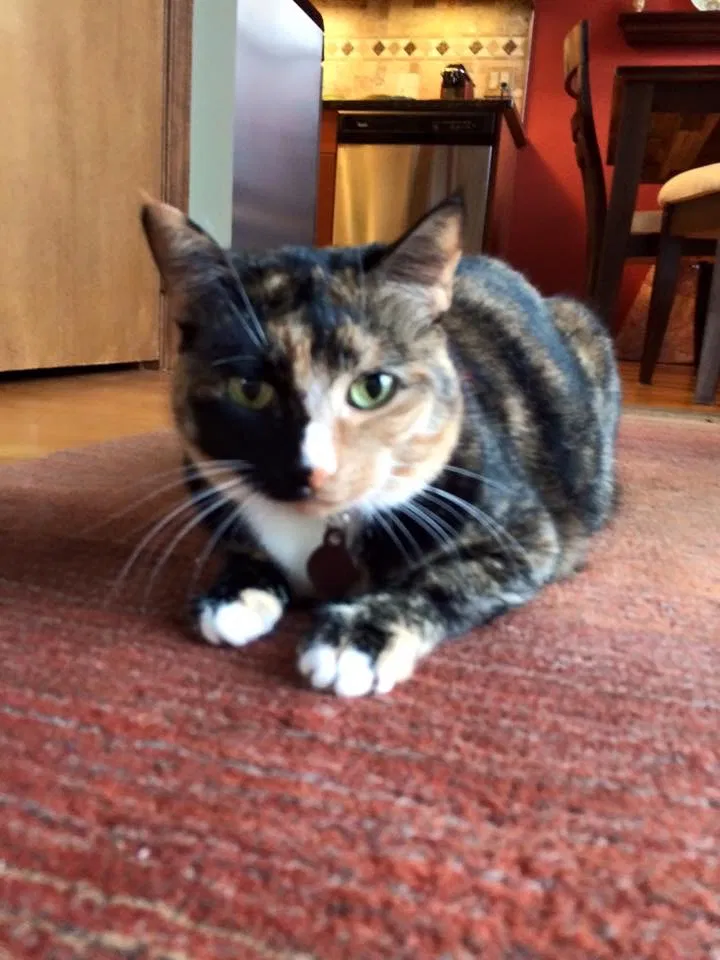 Lost cat in Quincy, MA, 2169