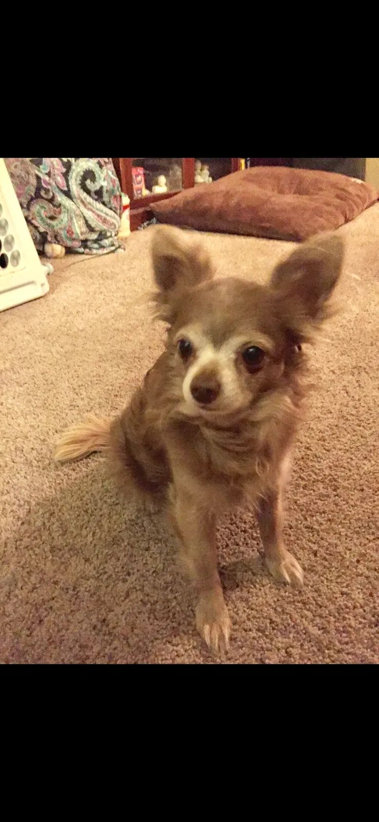 Lost dog in Colorado Springs, CO, 80911