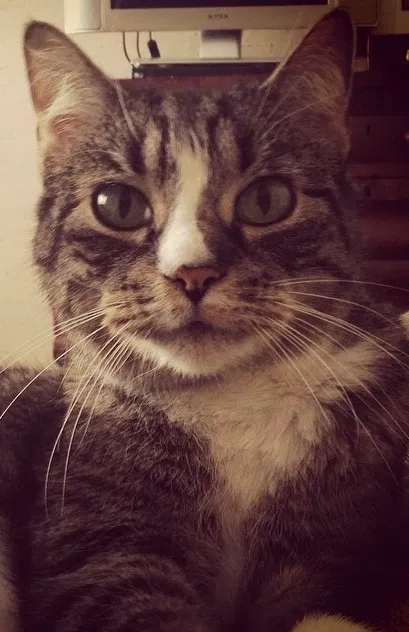 Lost cat in Cincinnati, OH, 45242