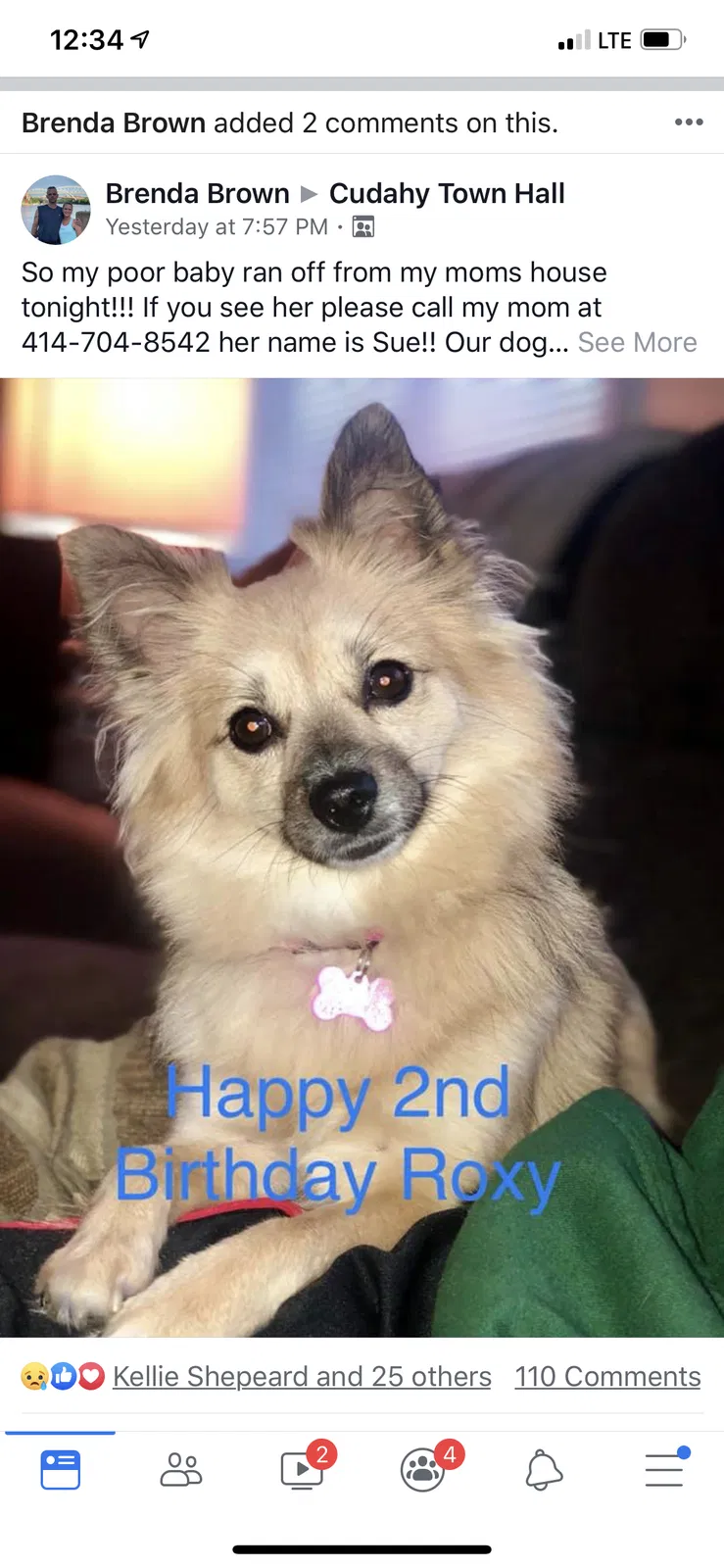 Lost dog in Cudahy, WI, 53110
