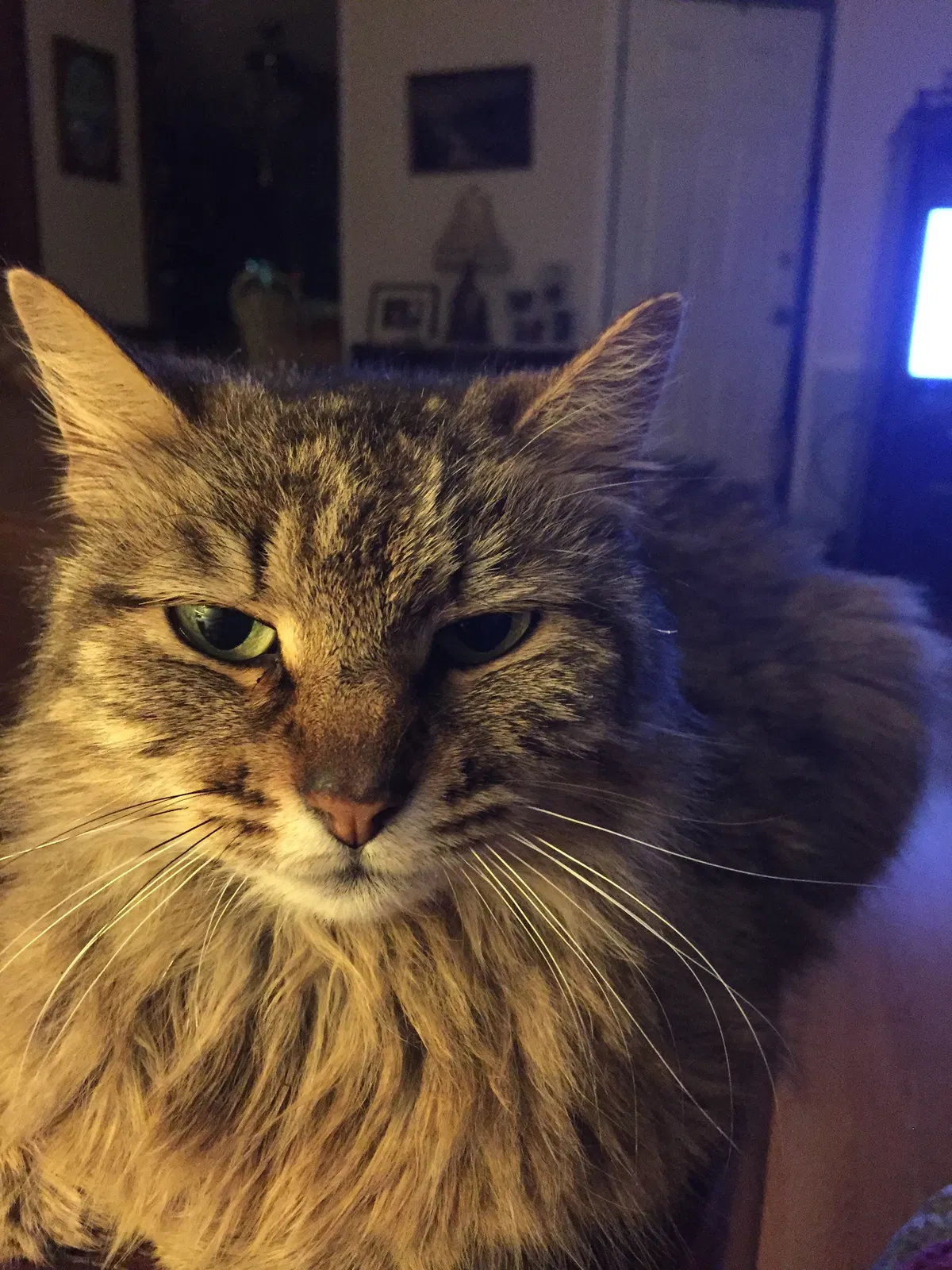 Lost cat in Hampstead, NC, 28443