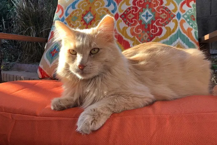 Lost cat in Mesa, AZ, 85207