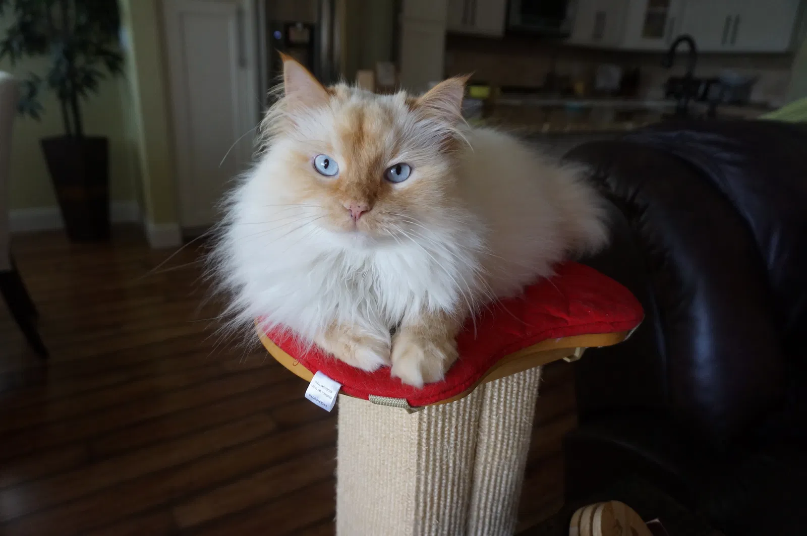 Lost cat in Safety Harbor, FL, 34695
