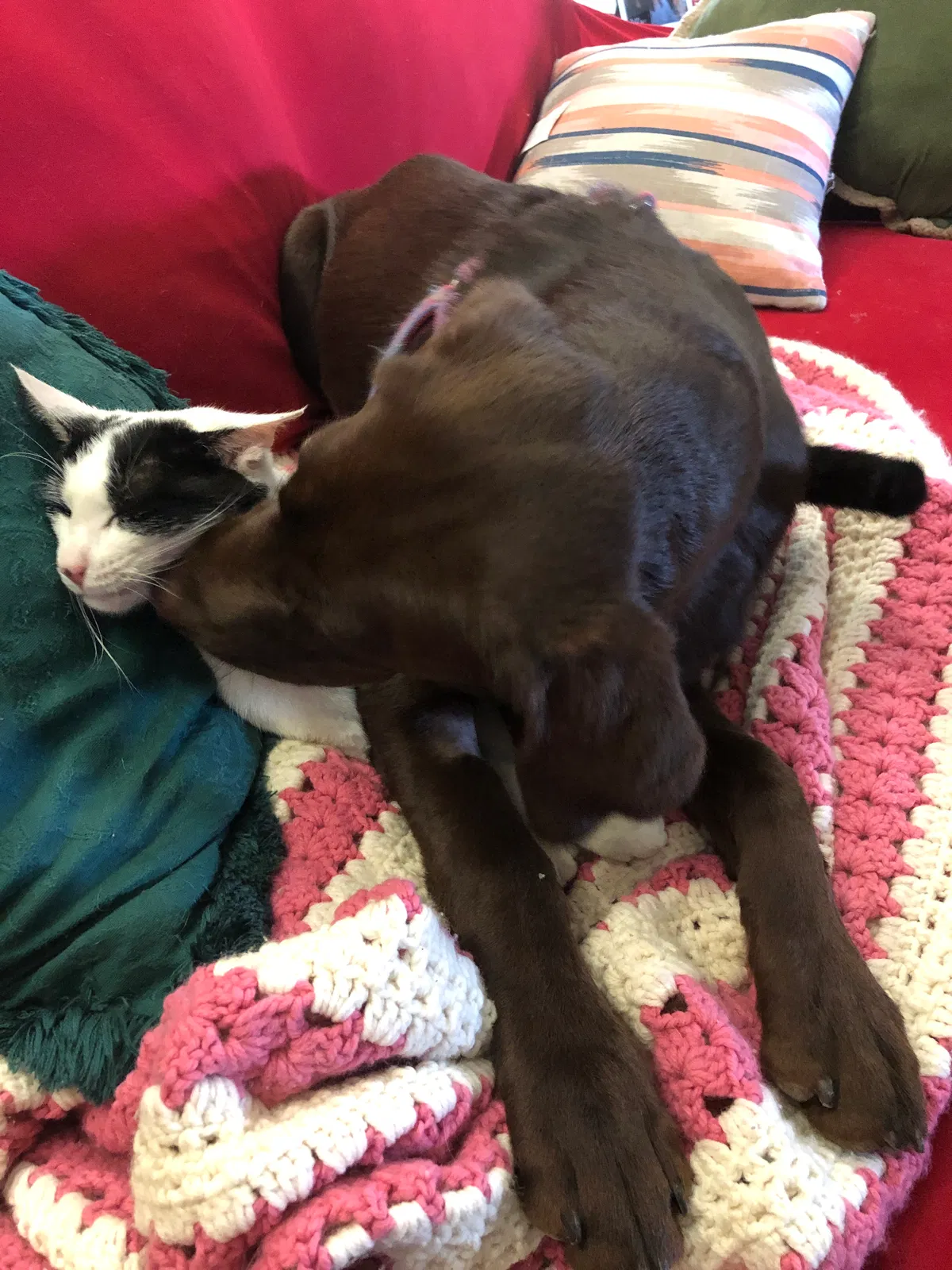 Lost dog in Philpot, KY, 42366