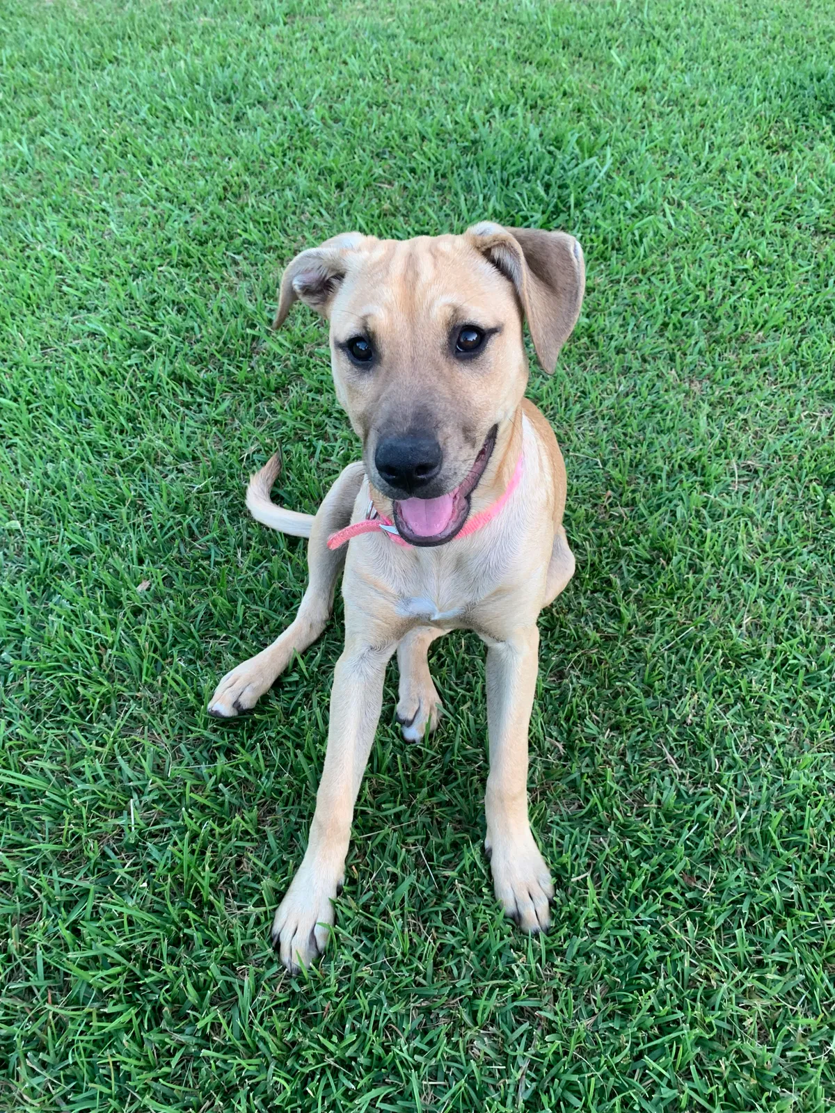 Lost dog in Theodore, AL, 36582