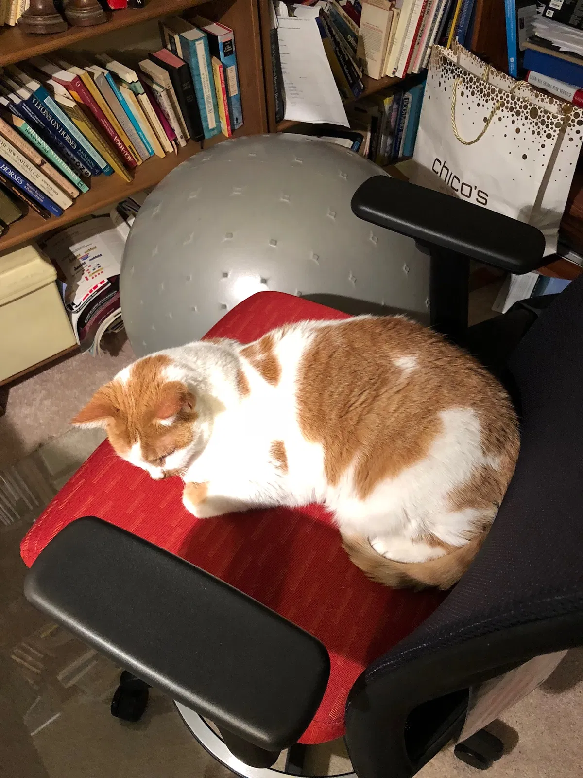 Lost cat in New Freedom, PA, 17349