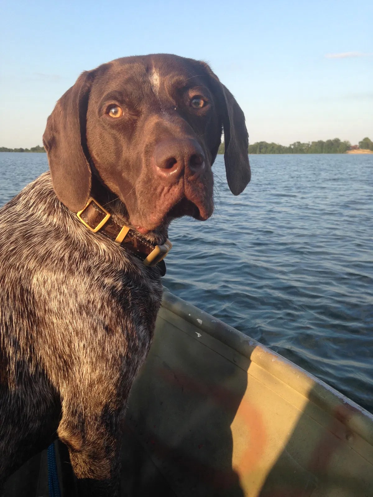 Lost dog in Lynd, MN, 56157