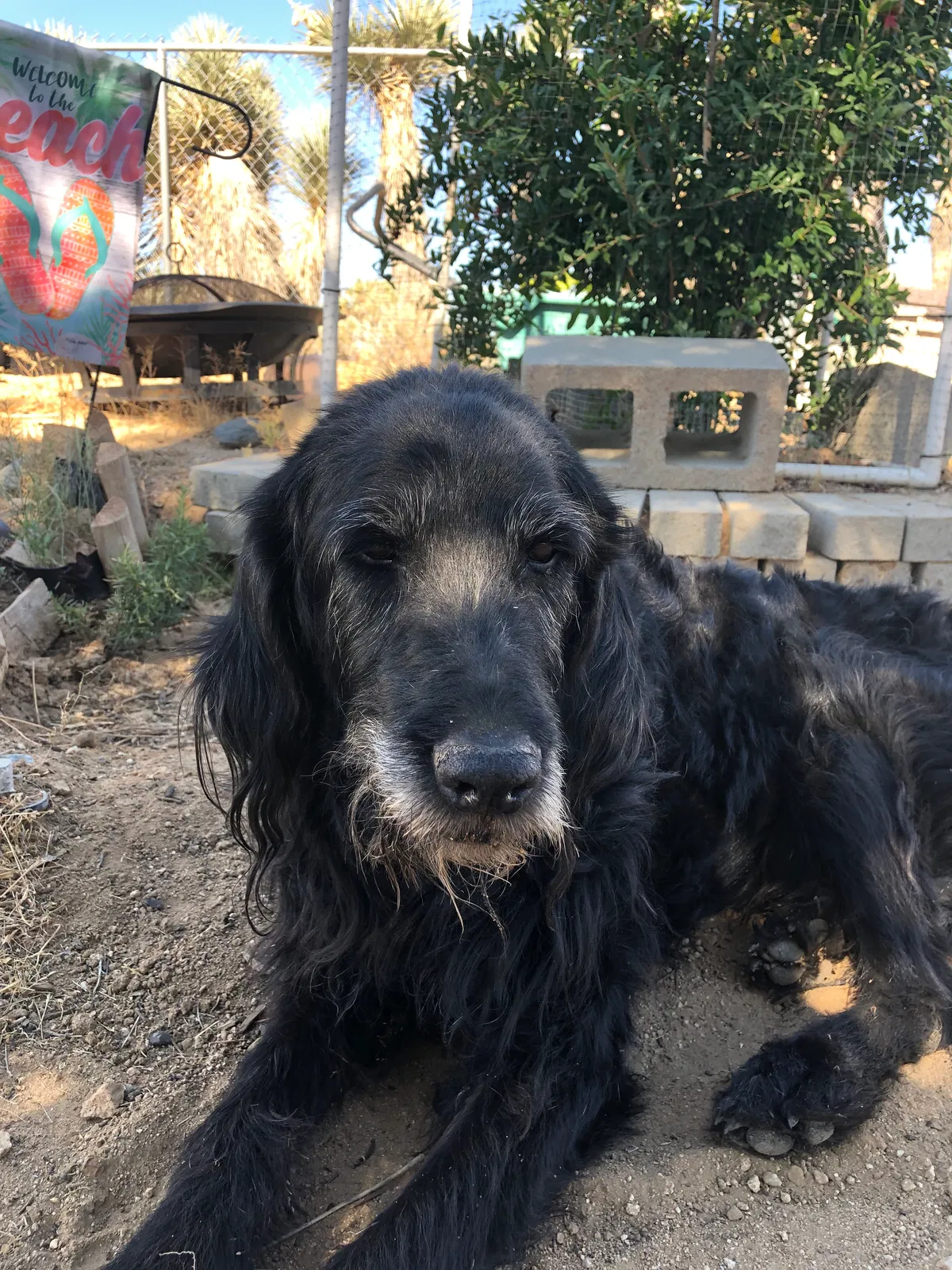 Found dog in Phelan, CA, 92371