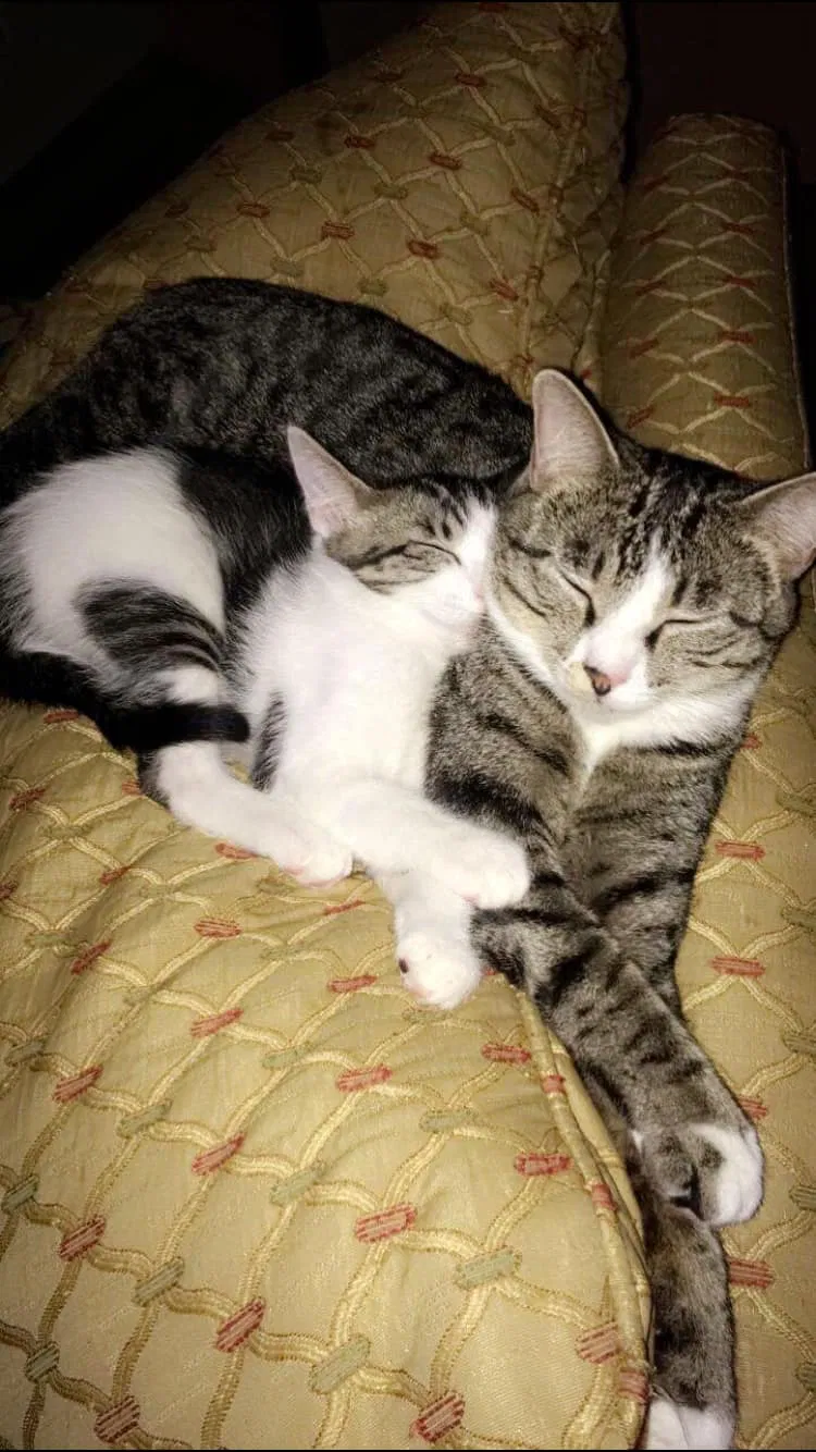 Lost cat in Laceys Spring, AL, 35754