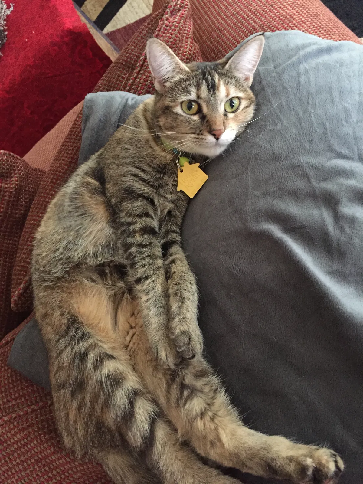 Lost cat in Yorba Linda, CA, 92887