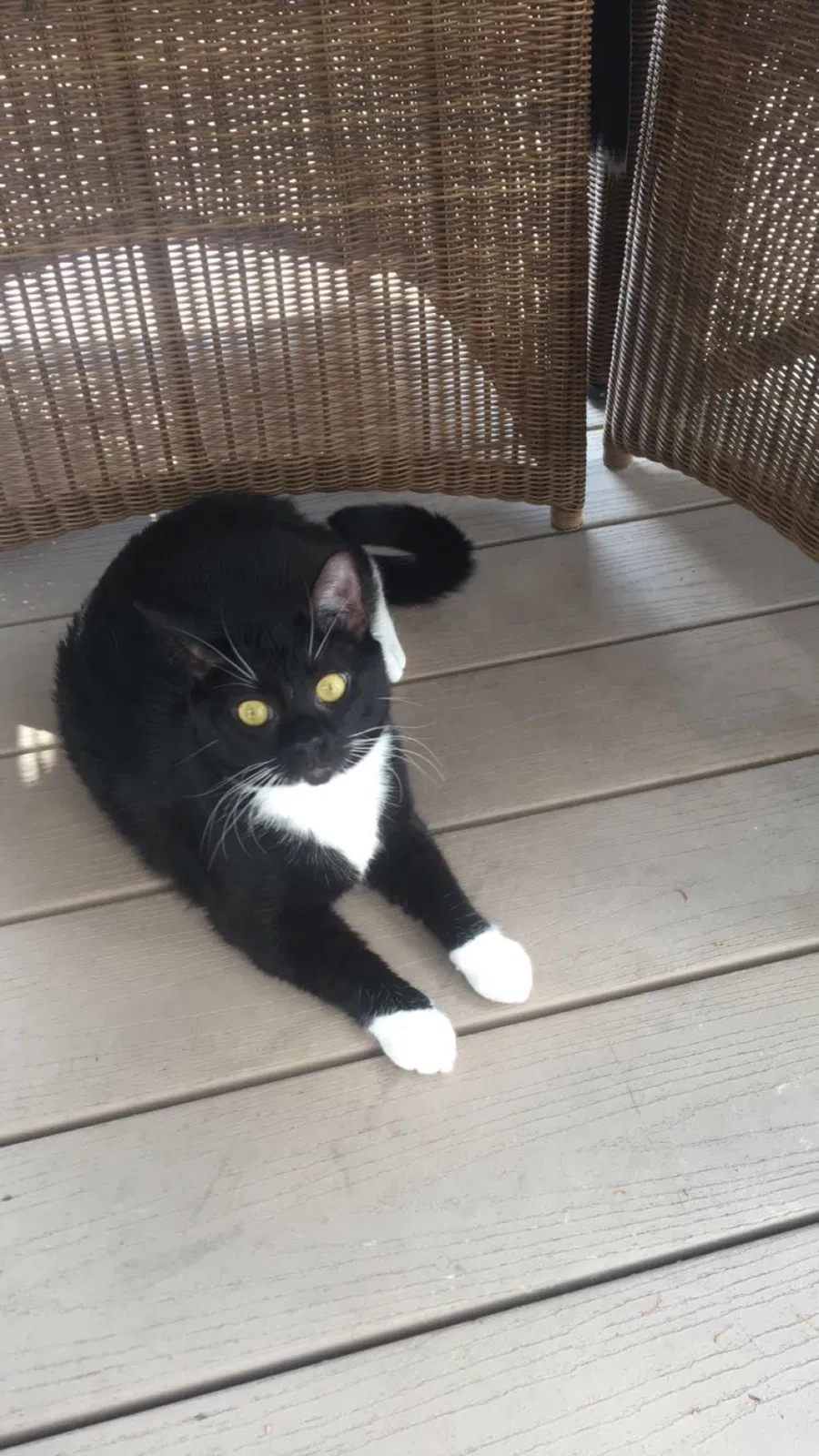 Lost cat in Hanover, MA, 2339