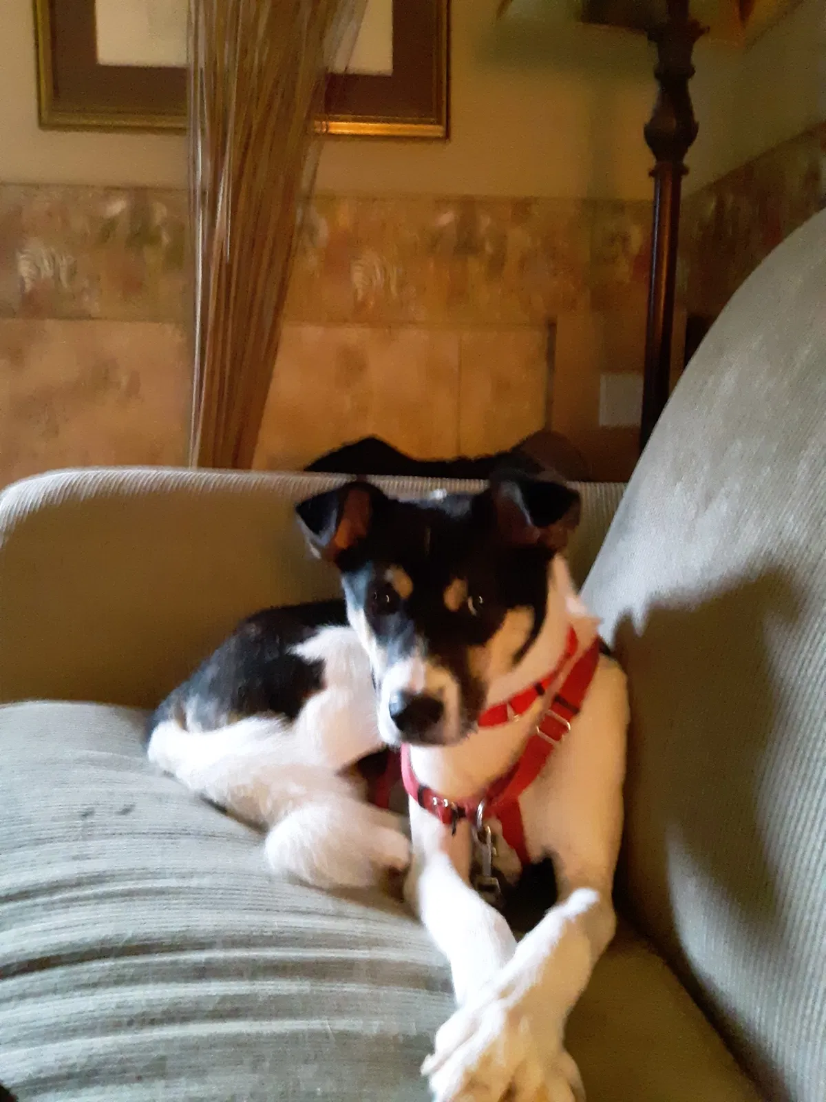 Lost dog in Lititz, PA, 17543