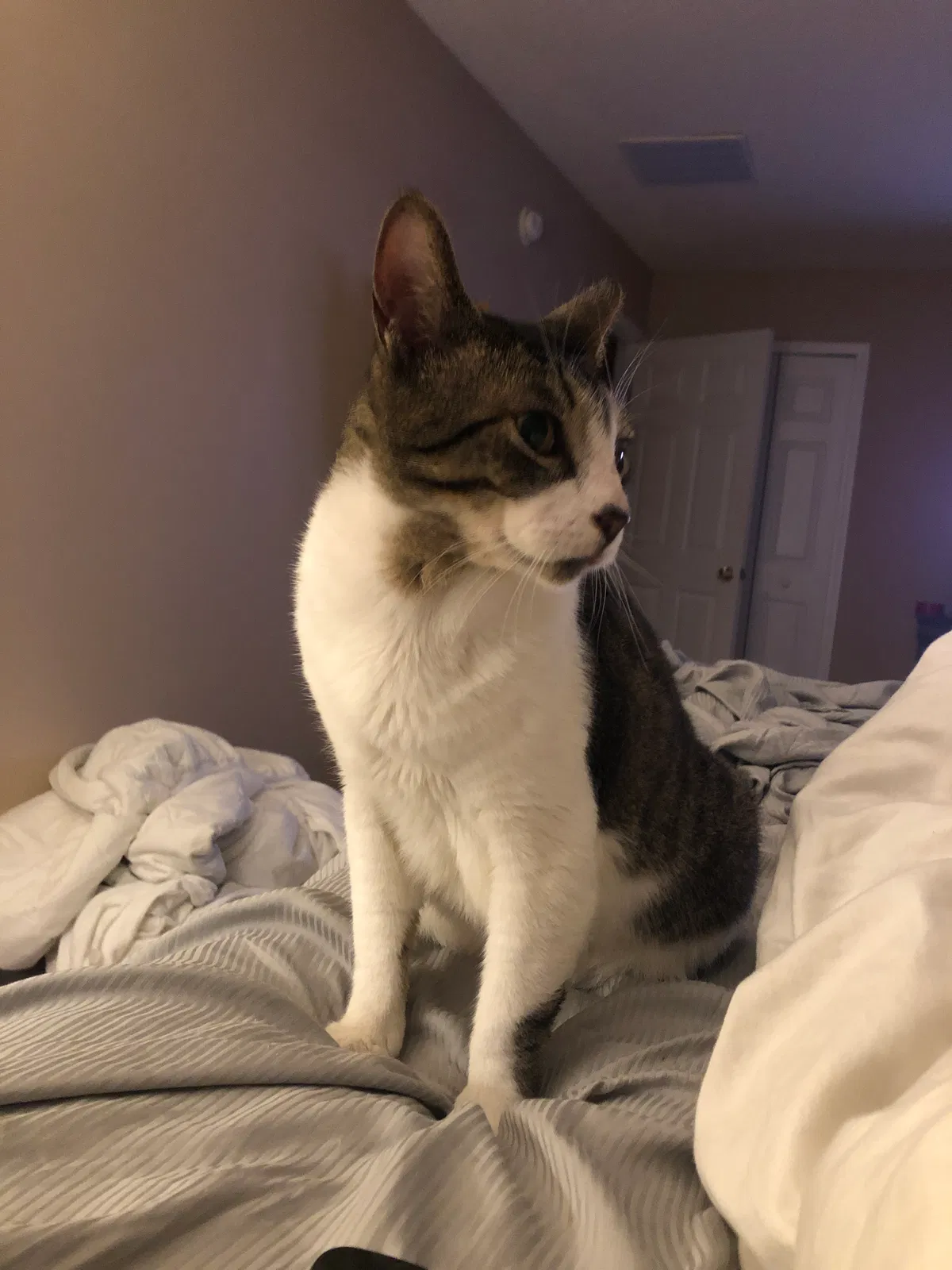 Lost cat in Jacksonville, FL, 32221