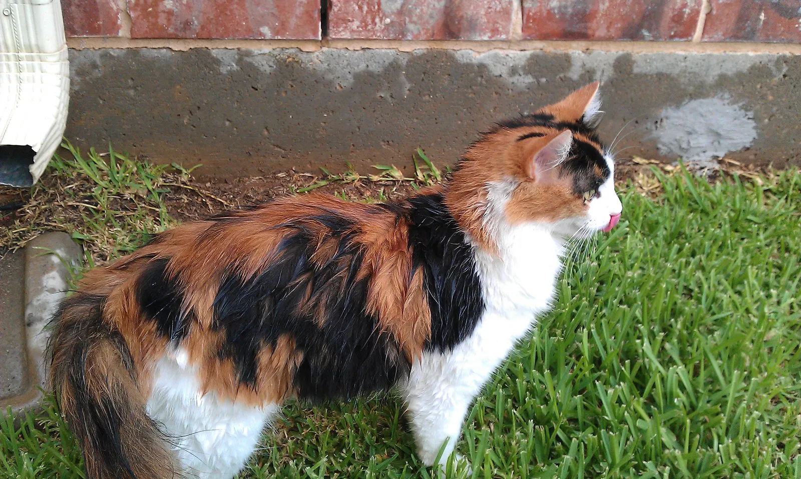 Lost cat in Austin, TX, 78738