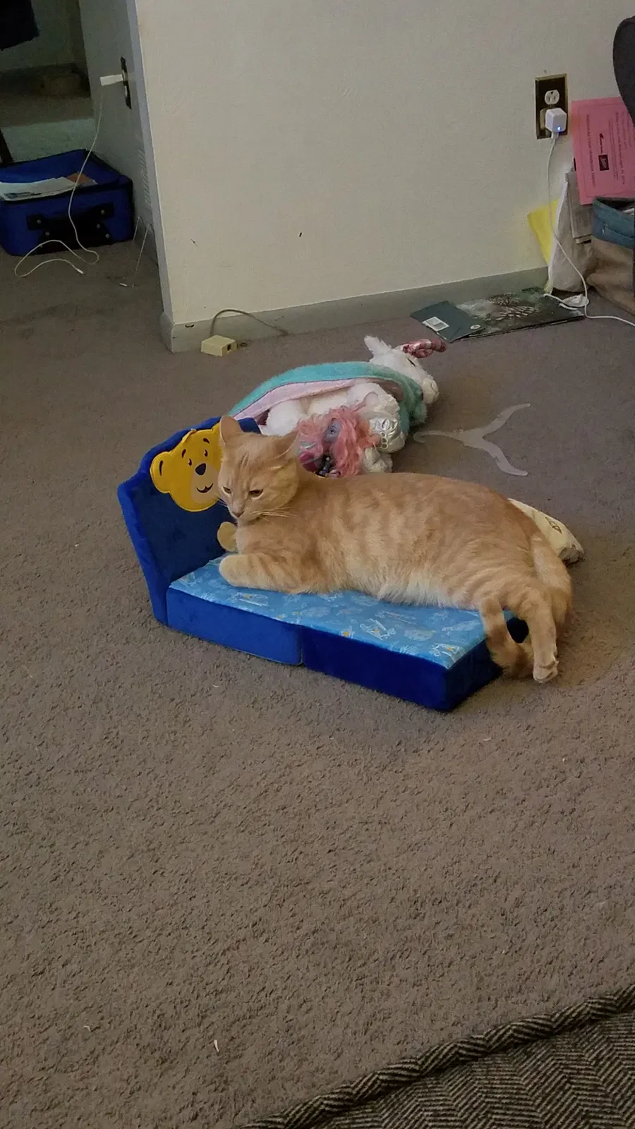 Lost cat in North Versailles, PA, 15137