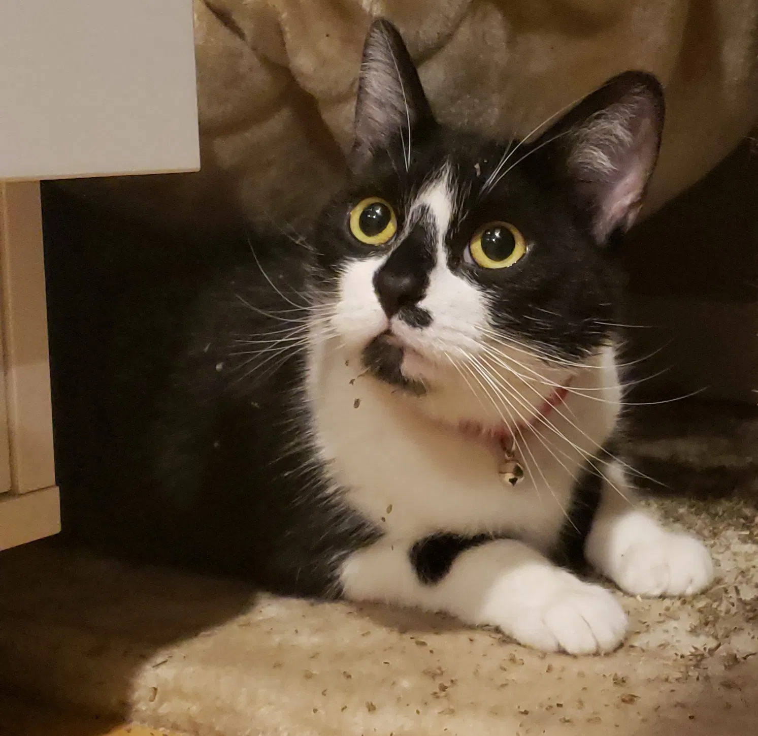 Lost cat in San Francisco, CA, 94122