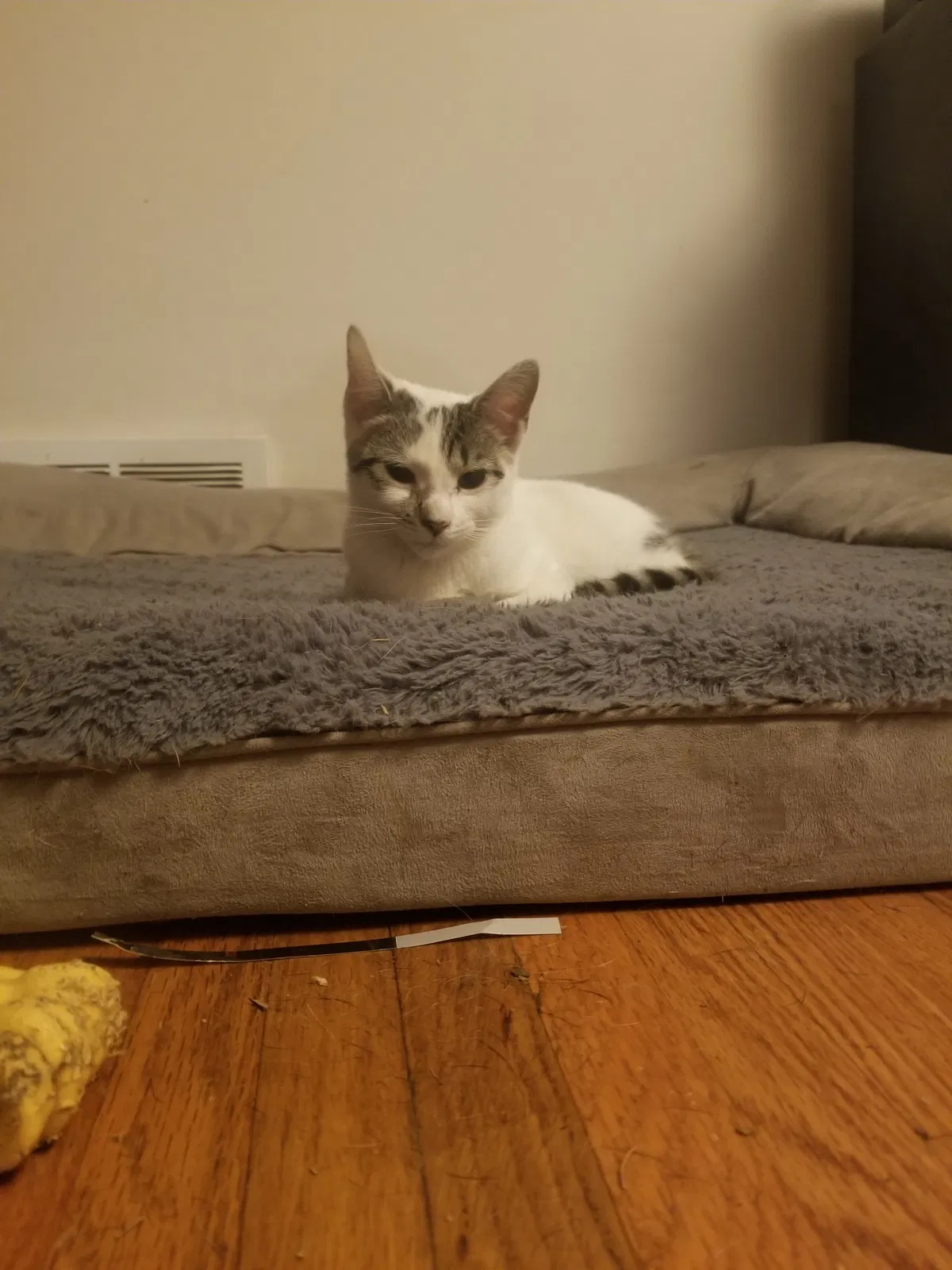 Lost cat in Denver, CO, 80233