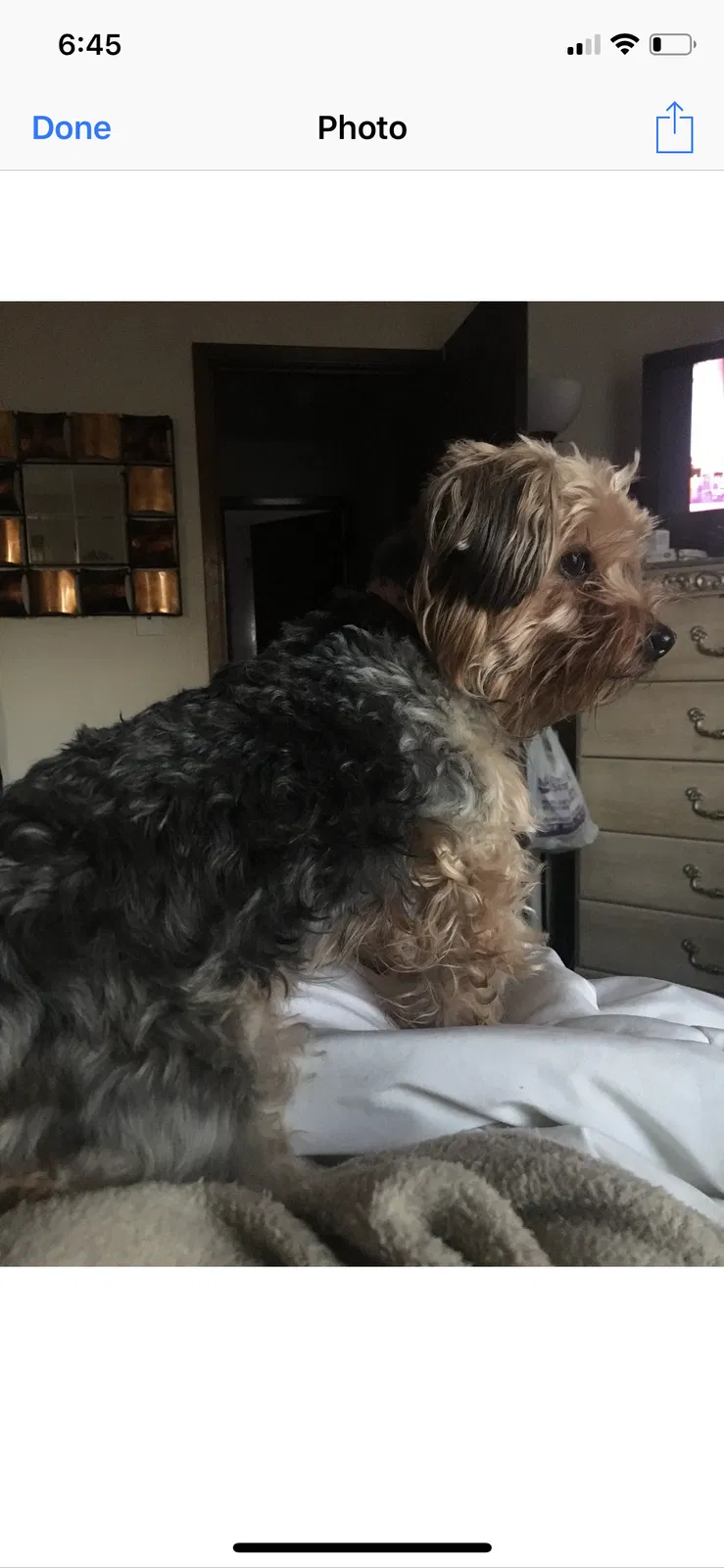 Lost dog in Edison, NJ, 8820