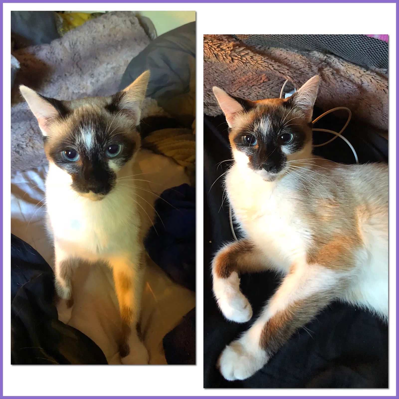 Lost cat in Portland, OR, 97267