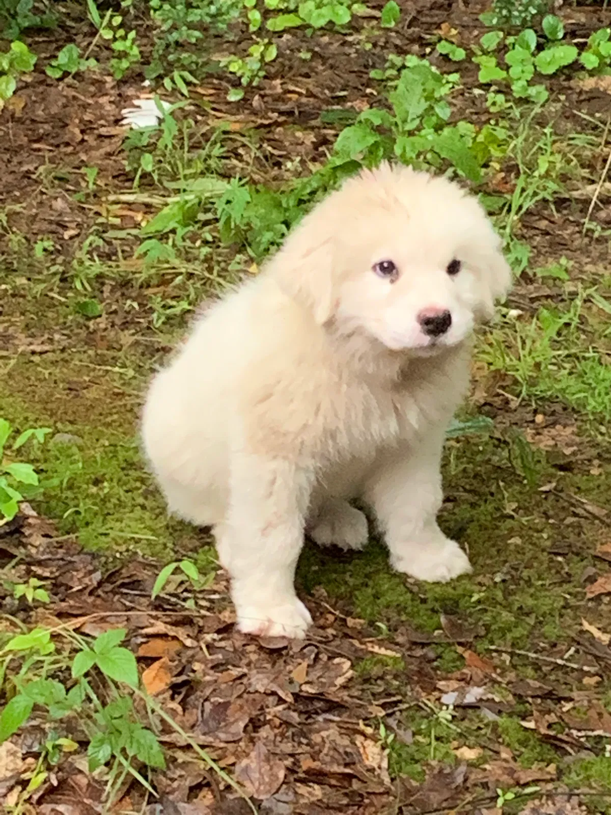Lost dog in Attalla, AL, 35954