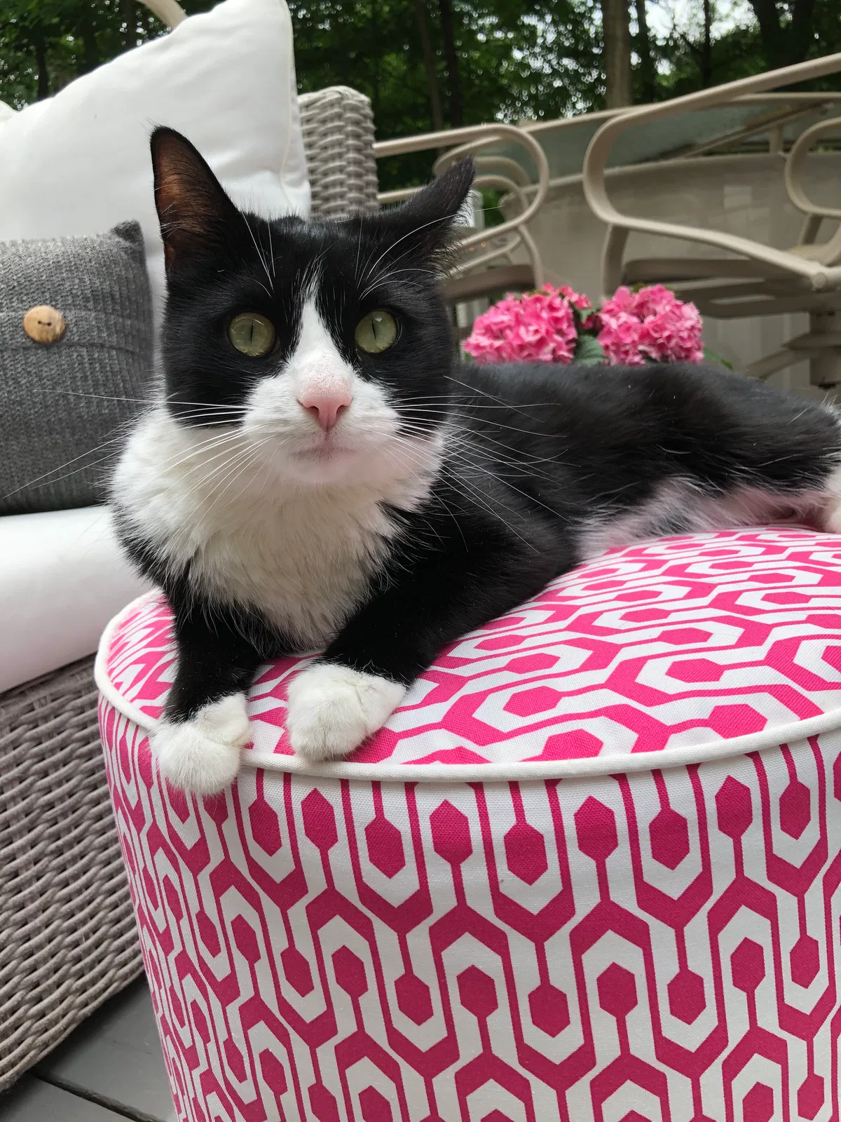 Lost cat in Columbus, OH, 43085