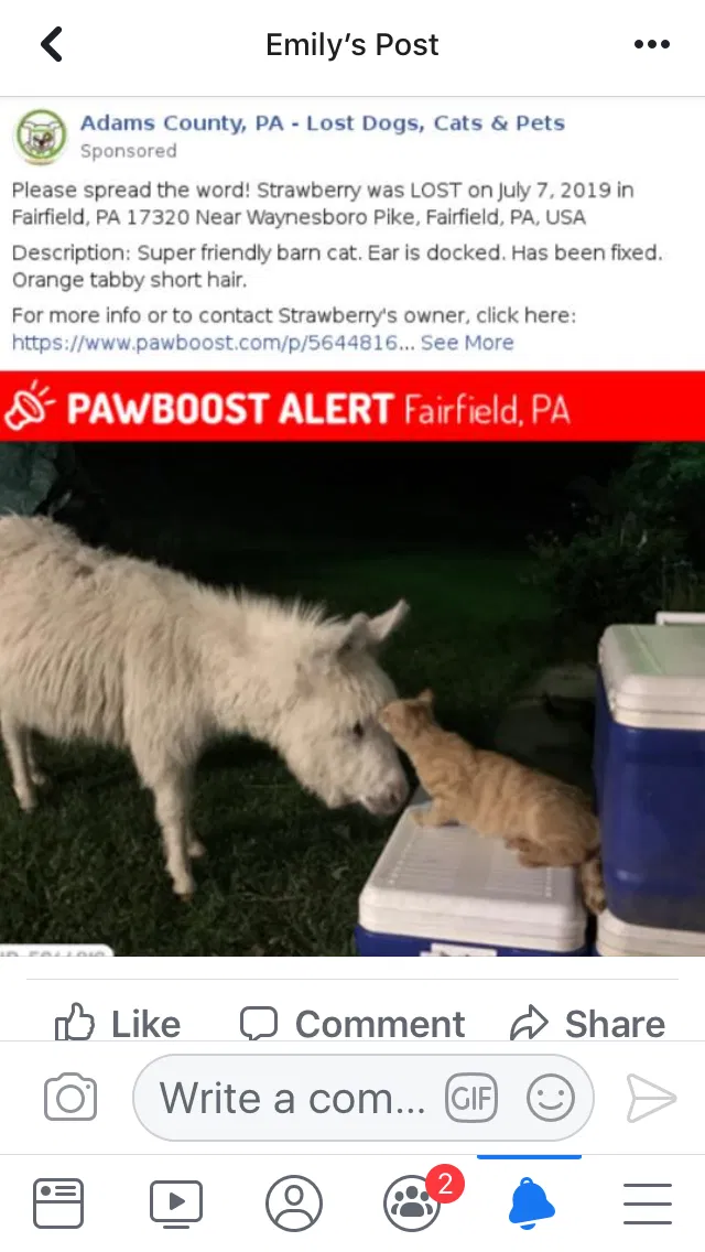 Lost cat in Fairfield, PA, 17320