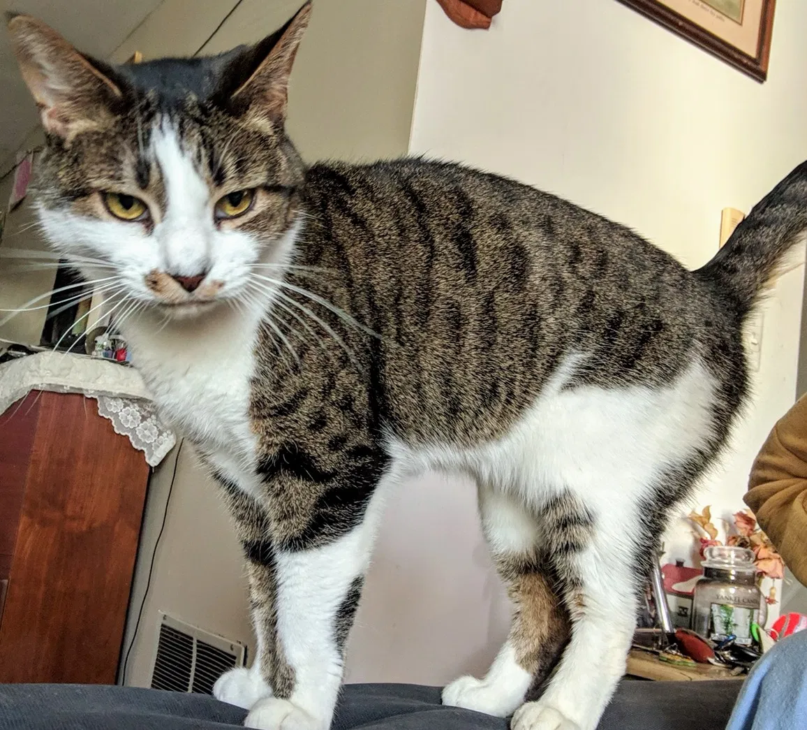 Lost cat in Laurel, MD, 20707