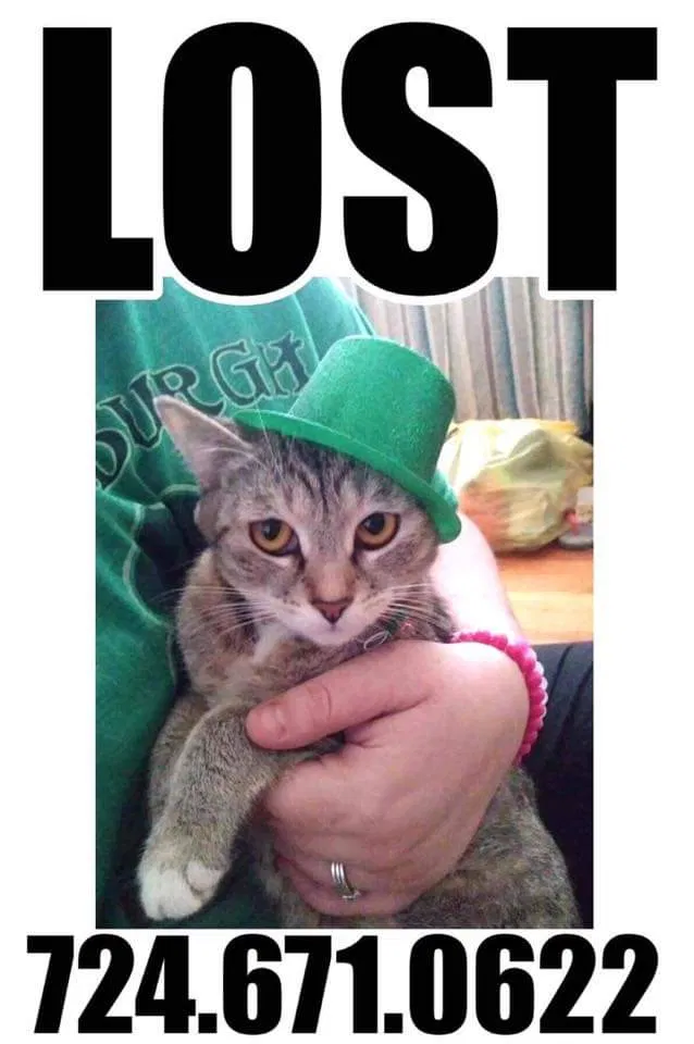 Lost cat in Mckeesport, PA, 15132