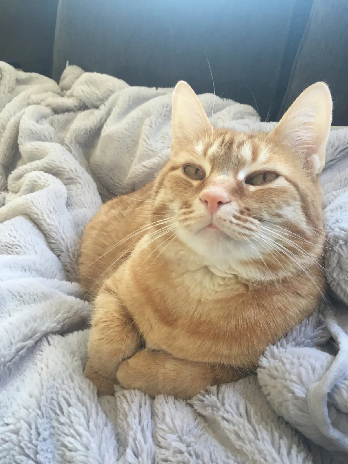 Lost cat in Cincinnati, OH, 45243