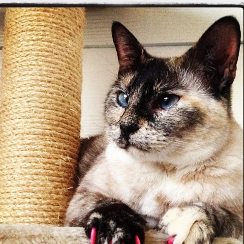Lost cat in Cypress, TX, 77433