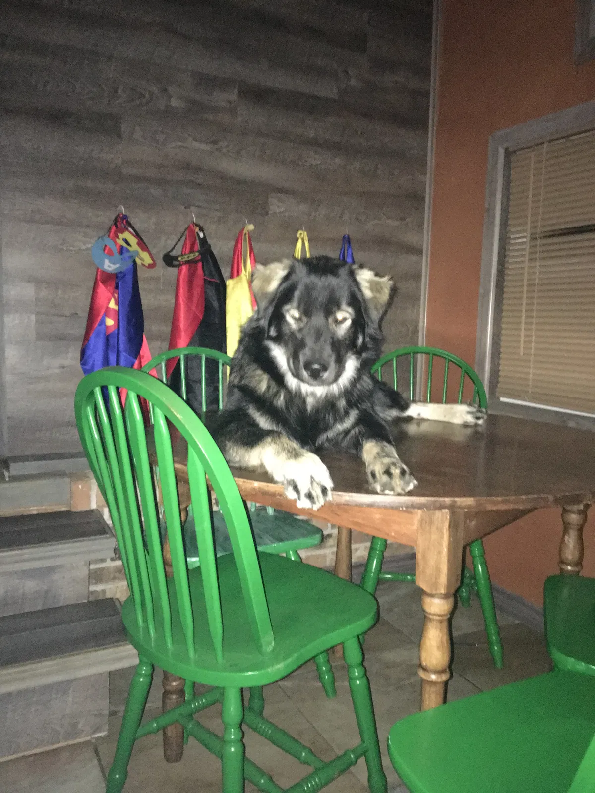 Lost dog in Texarkana, AR, 71854