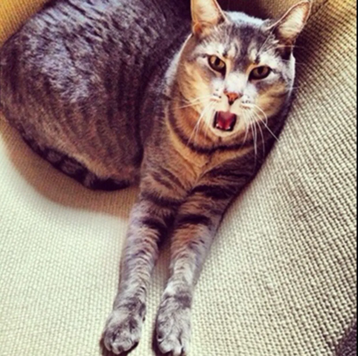 Lost cat in Dana Point, CA, 92629