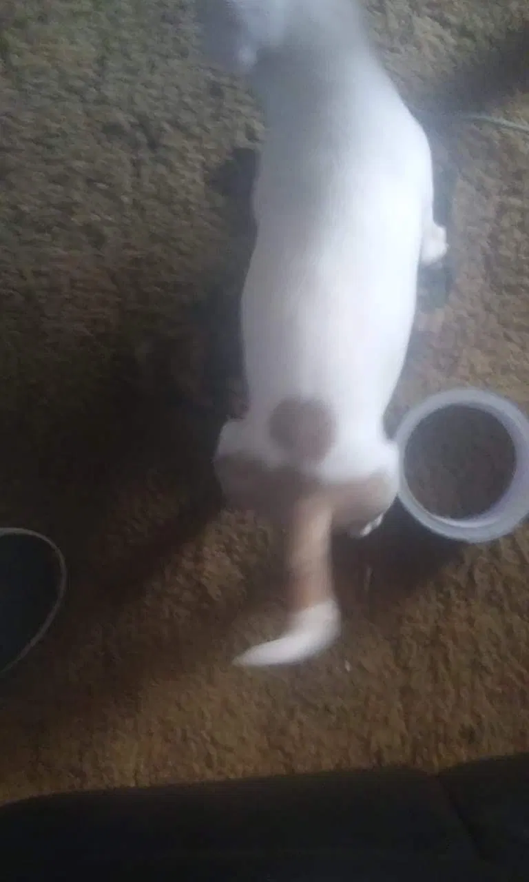 Lost dog in Duncan, OK, 73533